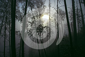 Dark misty forest with fog in autumn,