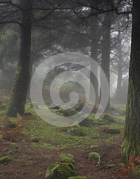 Oscuro brumoso Bosque de a 