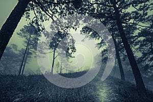 Dark misty forest path in fog, Halloween concept