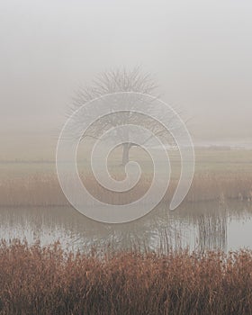 A dark, misty and mysterious winterscape scene tree, lake photo