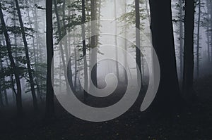 Dark misty Transylvanian forest photo