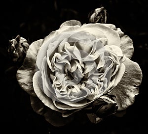 Dark monochrome rose with rosebuds