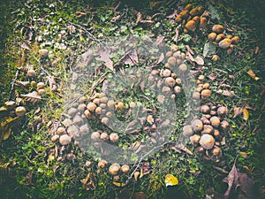 Dark mood on a carpet of mushrooms, view from above