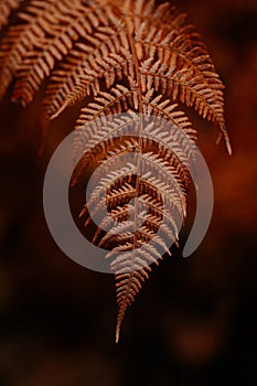 Dark moody faded autumn leaf background, brown fall plants decay