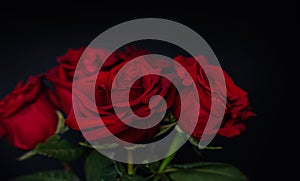 Dark moody floral background. Red roses on black background