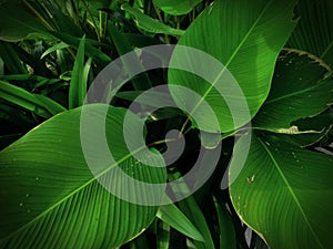 Dark moody green ambiance of Calathea lutea and Pandanus ammaryllifolius as wallpaper textured background