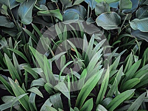 dark moody green of Hymenocalis littoralis plants for background and wallpaper. Natural green plants landscape