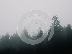 Cinematic moody pine trees in the myst photo