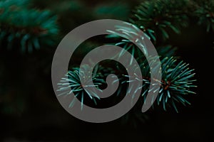 Dark moody pine tree background
