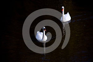 A dark moody portrzit of two white swans swimming in a lake. The two big white birds are facing towards the camera. The animale