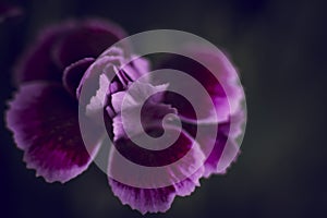 Dark and moody shot of a Pink Kisses or Dianthus caryophyllus flower head