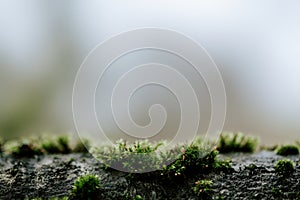 Dark moody tree with moss background texture