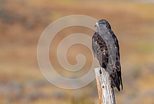 A Dark Morph Red-tailed Hawk Resting on a Fence Post
