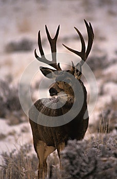 Dark Mule Deer Buck