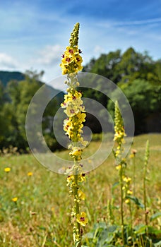 Dark Mullein Verbascum nigrum, tall plant with yellow flowers in the meadow, medicinal herb used for bronchi