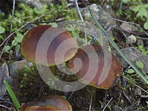 Dark mushrooms, macro photo detail