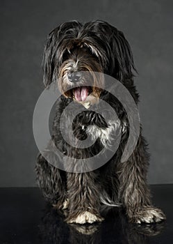 Dark mutt dog sitting in studio with dark background