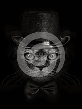 Dark muzzle cat close-up in a hat and tie butterfly