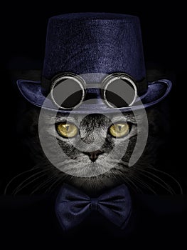 Dark muzzle cat  in green hat with canned glasses  and tie butte