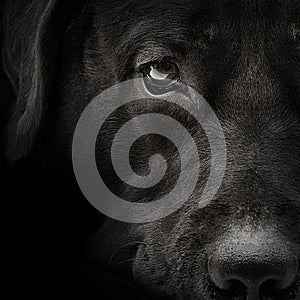 Dark muzzle labrador dog closeup. front view