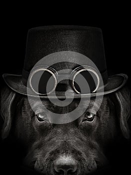 Dark muzzle labrador dog in hat with canned glasses  on black