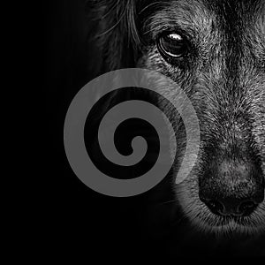 Dark muzzle spaniel dog closeup. front view