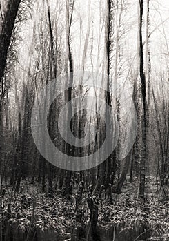 Dark and mysterious Forest