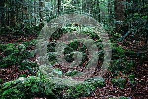 Dark mysterious forest, stones and tree roots covered with moss