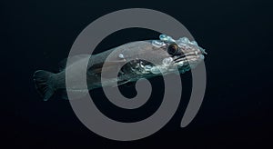 Deep sea fish in dark water