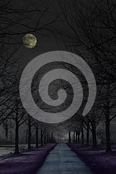 Dark mysterious park