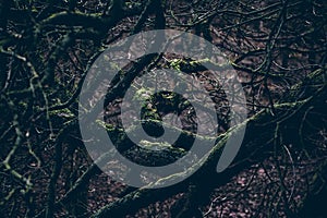 Dark mystical branches with moss