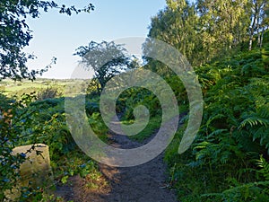 Dark, narrow woodland path on a hillside splits in two