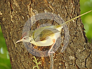 Dark necked Tailorbird