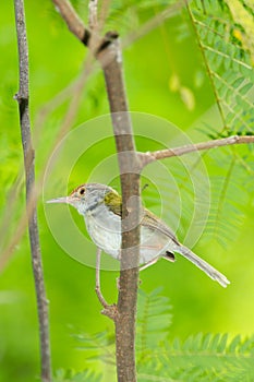 Dark-necked Tailorbird