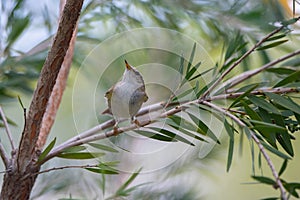 Dark Necked Tailorbird  stand on the branch of tree