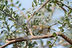 Dark Necked Tailorbird  stand on the branch of tree