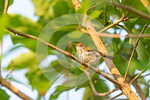 Dark Necked Tailorbird stand on the branch of tree