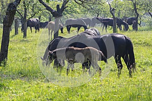 Dark old kladruby horses on pasture on meadow with trees, young baby animal with their mothers in tall grass, beautiful scene