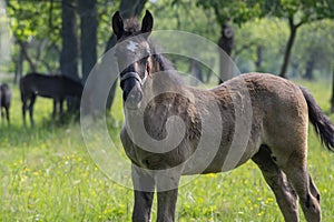 Dark old kladruby horses on pasture on meadow with trees, young baby animal with their mothers in tall grass, beautiful scene