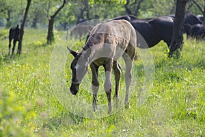 Dark old kladruby horses on pasture on meadow with trees, young baby animal with their mothers in tall grass, beautiful scene
