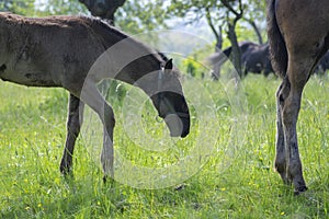 Dark old kladruby horses on pasture on meadow with trees, young baby animal with their mothers in tall grass, beautiful scene