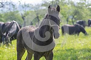 Dark old kladruby horses on pasture on meadow with trees, young baby animal with their mothers in tall grass, beautiful scene