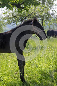 Dark old kladruby horses on pasture on meadow with trees, young baby animal with their mothers in tall grass, beautiful scene
