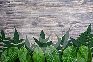 Dark old wooden background with beautiful fresh leaves arranged in a row. Vintage mockup. Top view.