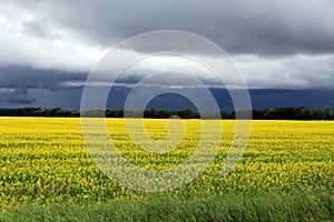 Dark, Ominous clouds over Field of Manitoba Canola in blossom