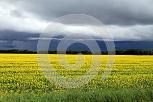 Dark, Ominous clouds over Field of Manitoba Canola in blossom photo