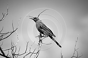 A dark, ominous, creepy bird sits on dead sticks against a gray sky