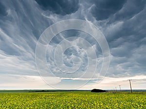 Dark and ominous mammatus storm clouds over a canola field