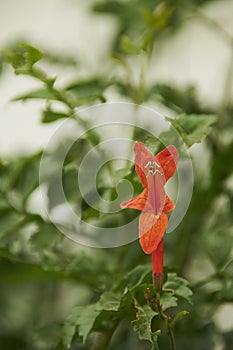 Dark orange flower with a background of green leaves photo