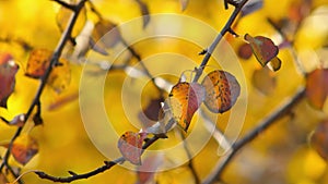 Dark orange leaves of pear sway in breeze on autumn day on blurred golden background